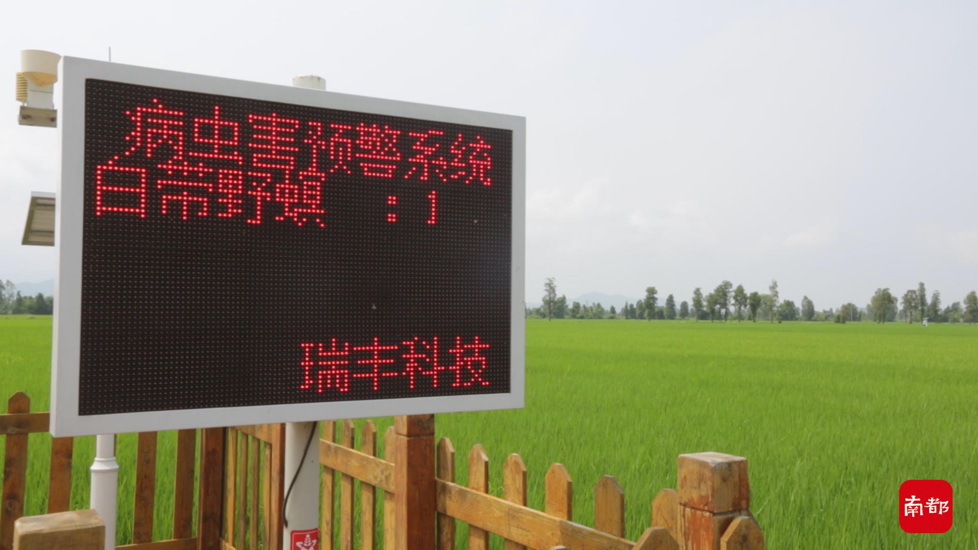 数字赋能乡村振兴！江门台山农民用无人机管理上百亩农田
